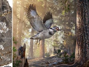 Supporting image for story: Ancient ‘missing link’ was part bird, part dinosaur