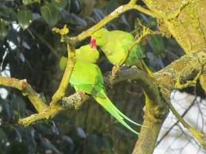 Supporting image for story: Parakeet pair make home in Wolverhampton park
