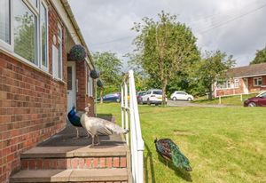 Peacocks in Tutbury , Staffordshire
