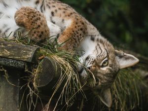 Supporting image for story: Trio of rescued lynx settling ‘incredibly well’ into new home, keepers say