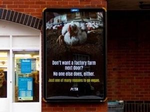 Supporting image for story: PETA launches ad campaign against chicken farms in Powys