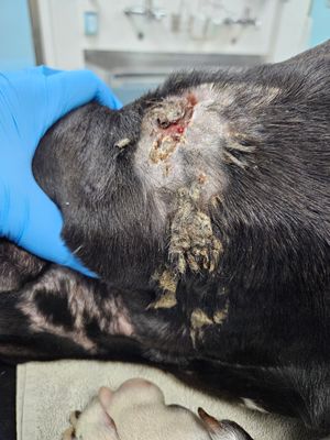 Kane's wound caused by a fight with another dog