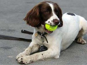 Supporting image for story: Letter: Why can't people clear up after their pet dogs?