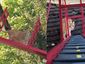 Supporting image for story: This guy built a mini Golden Gate Bridge to help his cat go to and from his room