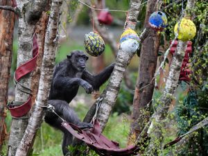 Chimp looking at colourful papier mache Easter eggs hung from trees
