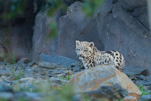 Snow leopard cub, Bheri, ventures outside for the first time at Chester Zoo.