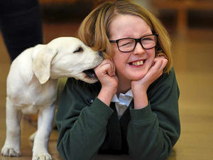 Supporting image for story: Puppy love after Market Drayton pupil Lizzie raises £50 for Guide Dogs for the Blind