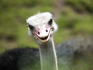 Supporting image for story: Government by ostrich