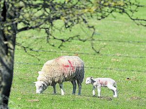 Supporting image for story: Cars hit 10 lambs on road near Ludlow