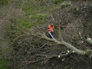 Sycamore Gap tree felled court case