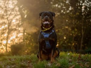 Buffy. (Photo: Dogs Trust)