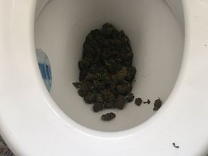 Supporting image for story: Police flush out cannabis dealer