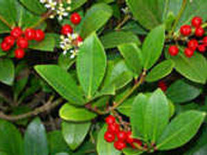 Supporting image for story: Endurance of the evergreens