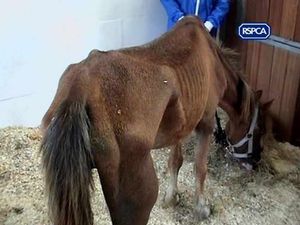 Supporting image for story: Sentence as court told of stud horror