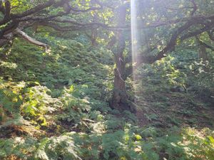 Supporting image for story: Celebrating National Tree Week as Elan Valley’s Cnwch and The Gro Woodlands is named as a National Forest for Wales site.