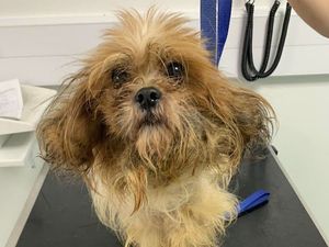 Supporting image for story: RSPCA deals with almost 9,000 incidents since first lockdown