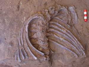 Supporting image for story: 70,000-year-old skeleton adds to evidence of sophistication within Neanderthals