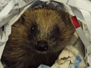 Supporting image for story: RSPCA handles almost 1,000 wild animals incidents in Shropshire