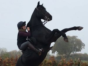 Supporting image for story: Horse instructor to join Hollywood movie cast