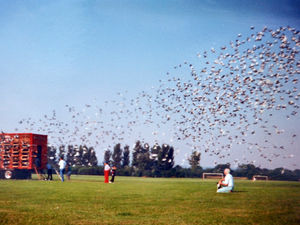 Supporting image for story: The story of the plucky little pigeon who survived 'the storm of the century'
