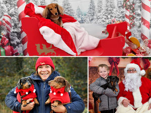 Supporting image for story: 11 adorable photos of sausage dogs taking over Shropshire attraction as popular Christmas Dachshund Extravaganza returns