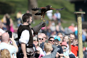 The harris hawks flew particularly close to the crowds