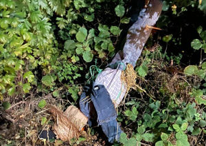 On Monday, September 15, organisers say Cedric the Scarecrow was damaged, taken down and thrown into a hedge, where he was later found, repaired and placed back on duty the following day. Photo: Lilleshall Scarecrow Festival