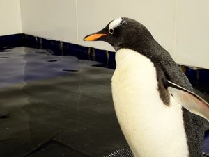 Baby Penguin Swimming Lessons at The National SEA LIFE Centre Birmingham