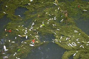 Dead fish seen floating in the canal earlier in the week