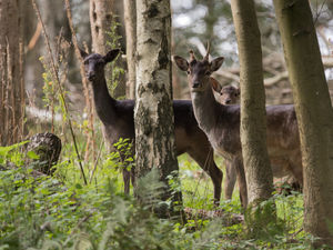 Supporting image for story: More than 6,000 sign petition against plans to fence off Cannock Chase