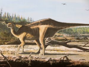 Supporting image for story: New dinosaur species discovered with ‘eye-catching sail’ along its back