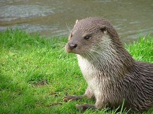 Supporting image for story: Plan to help nature recover in Powys is adopted