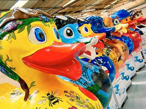 The Let’s Go Quackers ducks