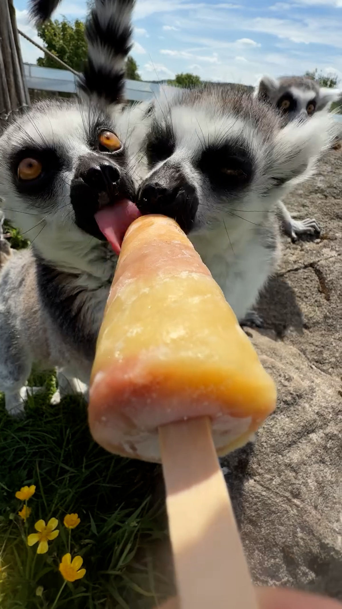 Super-cute meercats cool off with ice-lollies during heatwave at Peak Wildlife Park