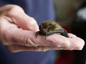 Supporting image for story: Dusk bat walk being held near Market Drayton
