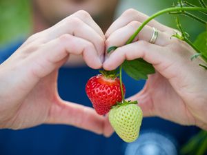 Supporting image for story: Consumers set to eat fresh British-grown strawberries at Christmas