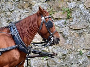 Supporting image for story: Horse and cart racing on major Shropshire A-road sparks concerns