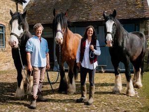 Supporting image for story: WATCH: Alfie, William and Joe the hardworking Shire horses delight viewers online from Shropshire farm