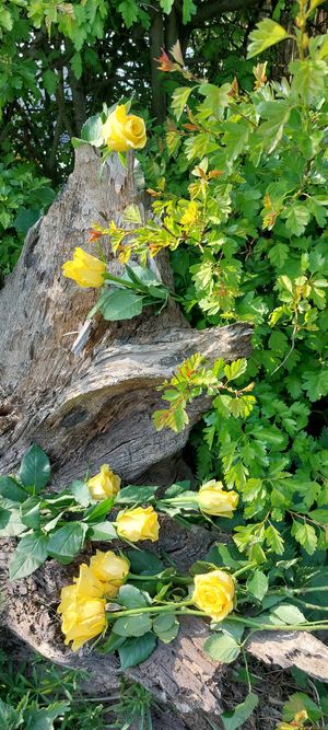 Yellow roses left at the scene of the tragedy on the anniversary of Charlotte's death.