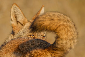 Parham Pourahmad, Wildlife Photographer of the Year
