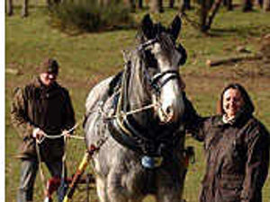 Supporting image for story: Shire horses put through their paces