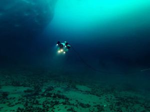 Supporting image for story: Scientists discover new kind of seaweed 100m below surface in Antarctica