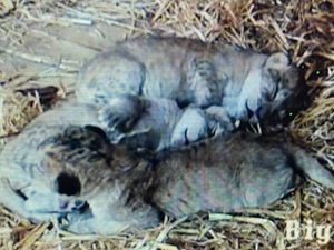 Supporting image for story: Whipsnade Zoo welcomes trio of rare North African lion cubs