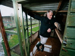 Supporting image for story: Fundraising appeal after owl sanctuary damaged by flooding