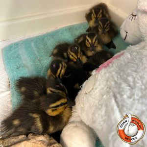 Some of the waterfowl chicks in need of their home repaired (picture Cuan Wildlife Rescue)