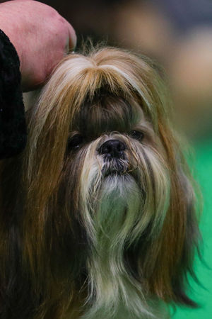 A Shih Tzu at the Birmingham National Exhibition Centre (NEC) for the fourth day of the Crufts Dog Show. Photo credit: Aaron Chown/PA Wire            