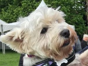 Supporting image for story: Couple from Shropshire border banned from keeping dogs after pet left to suffer