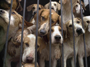 Supporting image for story: Calls for tighter hunting laws after Bishop's Castle prosecutions dropped