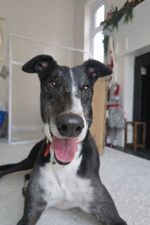 Creed is patiently awaiting his forever family