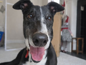 Supporting image for story: Big paws, big heart: Creed's ready for his forever home